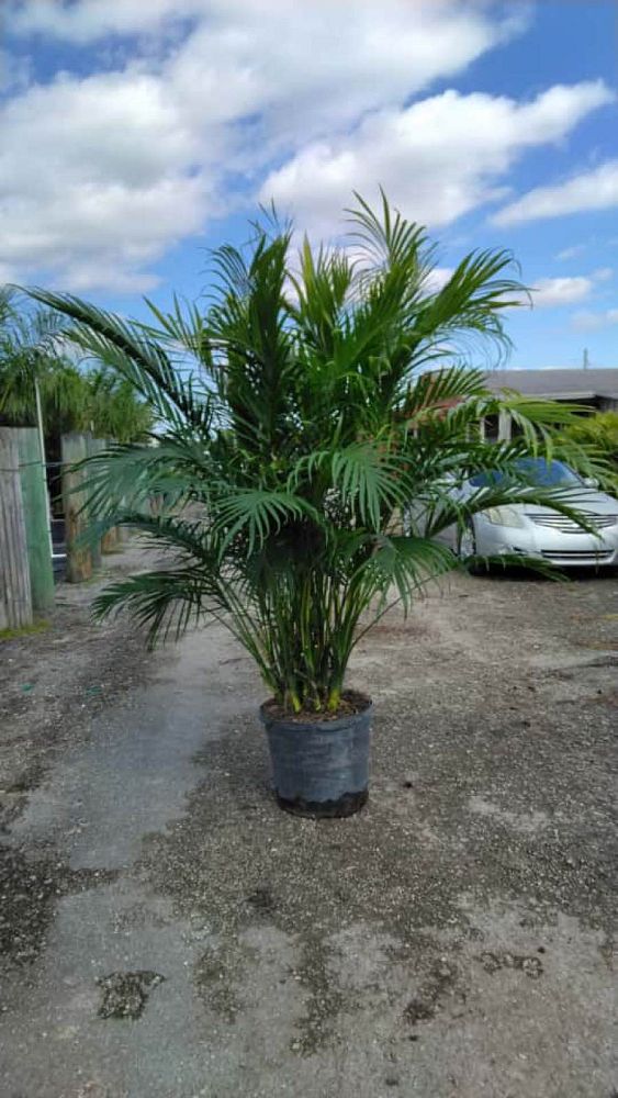 chamaedorea-cataractarum-cat-palm