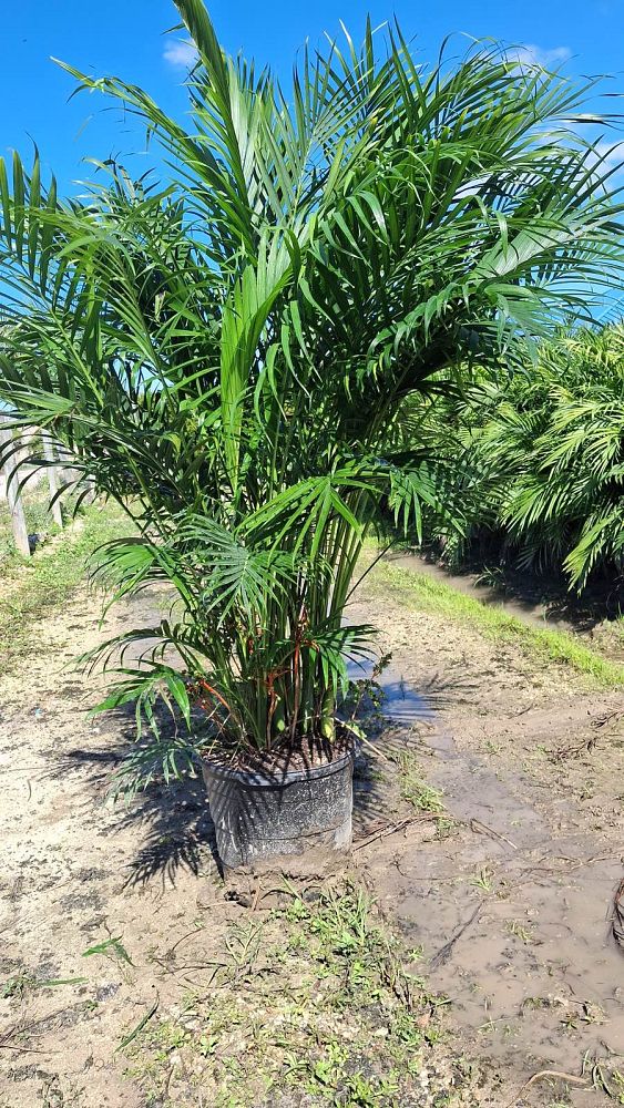 chamaedorea-cataractarum-cat-palm