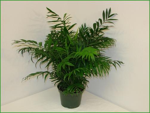 chamaedorea-elegans-neanthe-bella-palm-parlor-palm