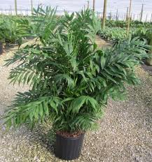 chamaedorea-elegans-neanthe-bella-palm-parlor-palm