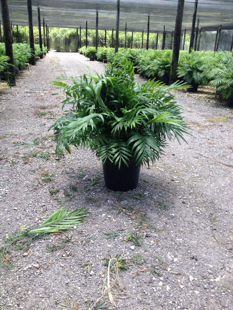 chamaedorea-elegans-neanthe-bella-palm-parlor-palm