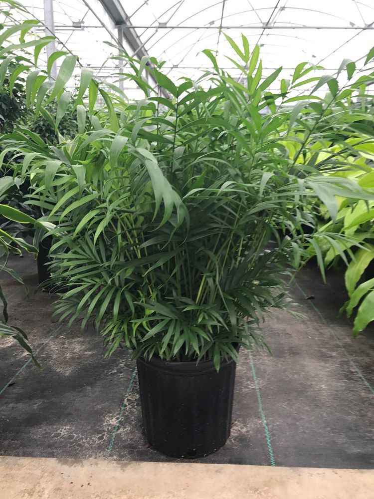 chamaedorea-elegans-neanthe-bella-palm-parlor-palm