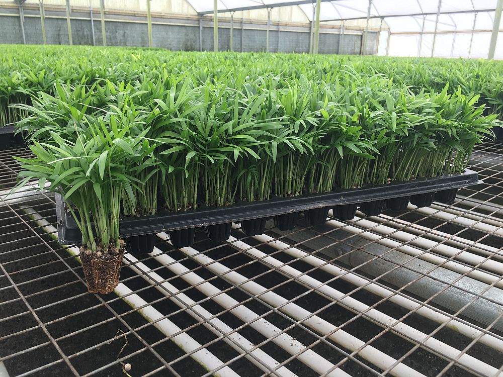 chamaedorea-elegans-neanthe-bella-palm-parlor-palm
