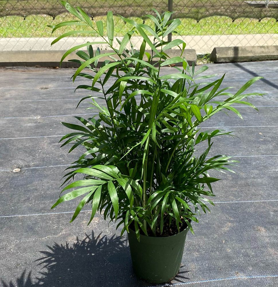 chamaedorea-elegans-neanthe-bella-palm-parlor-palm
