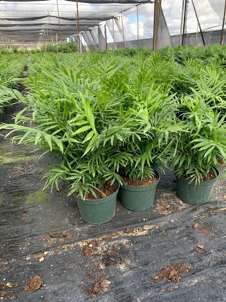 chamaedorea-elegans-neanthe-bella-palm-parlor-palm