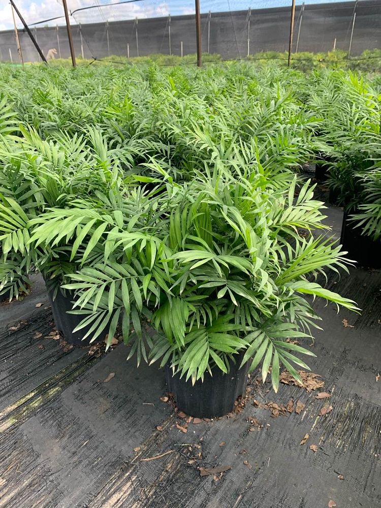 chamaedorea-elegans-neanthe-bella-palm-parlor-palm