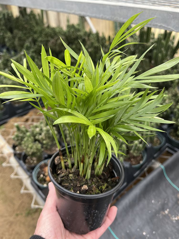 chamaedorea-elegans-neanthe-bella-palm-parlor-palm