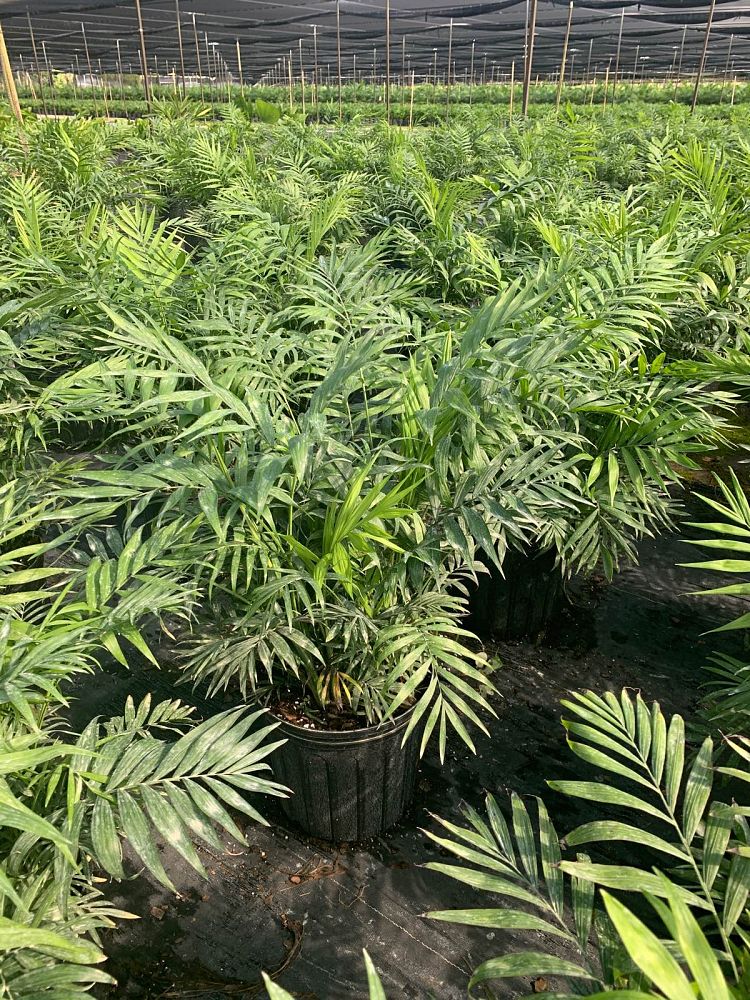 chamaedorea-elegans-neanthe-bella-palm-parlor-palm