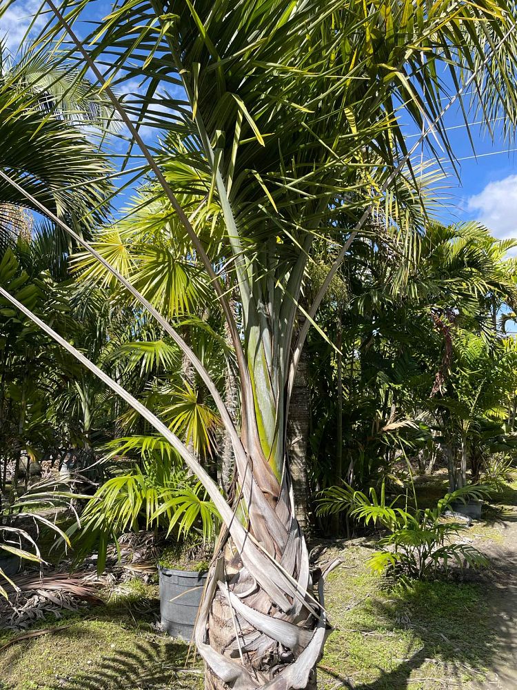 chamaedorea-elegans-neanthe-bella-palm-parlor-palm