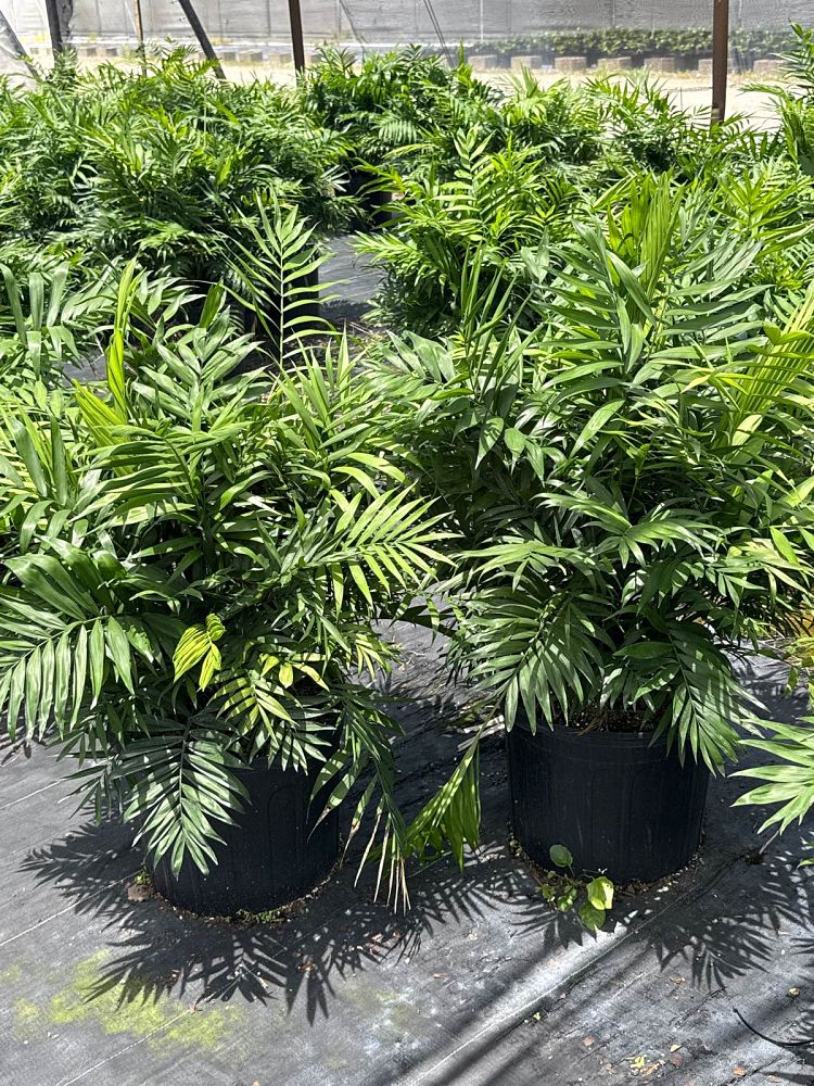 chamaedorea-elegans-neanthe-bella-palm-parlor-palm