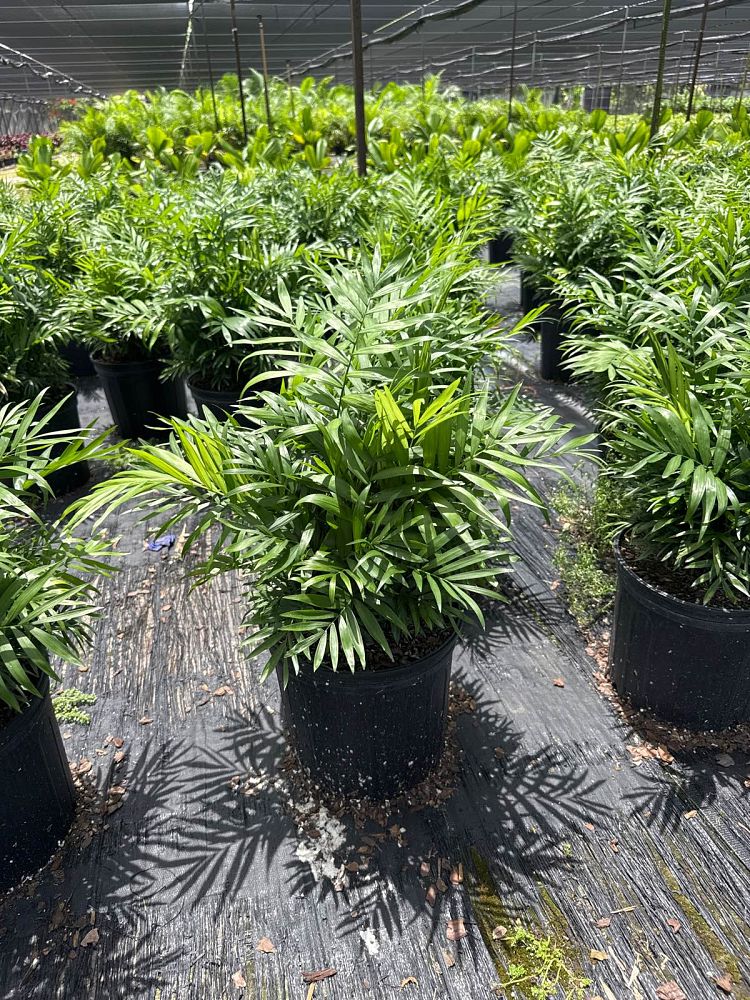 chamaedorea-elegans-neanthe-bella-palm-parlor-palm