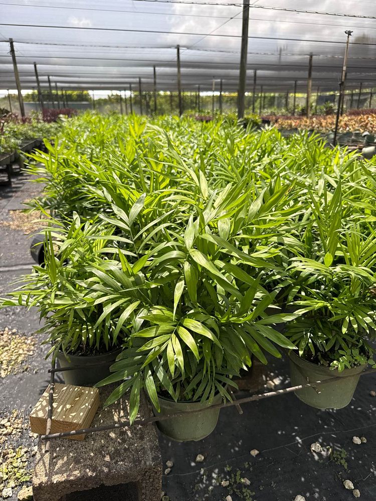 chamaedorea-elegans-neanthe-bella-palm-parlor-palm