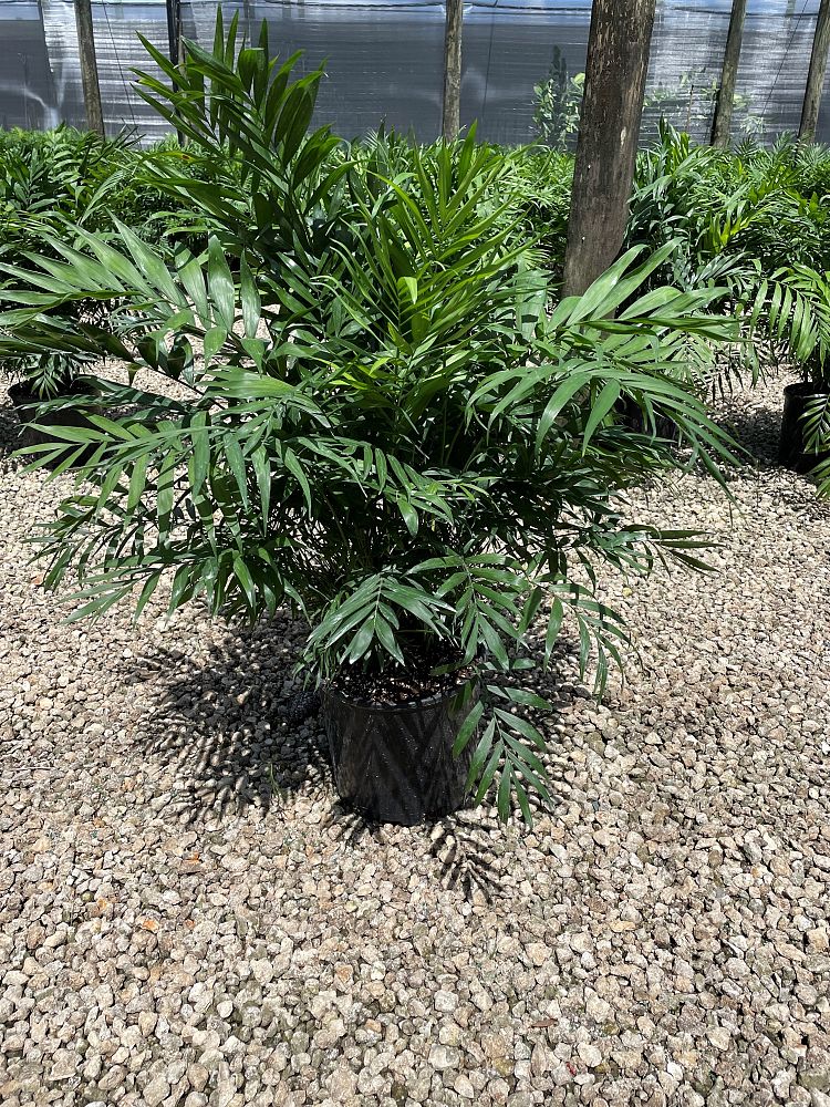 chamaedorea-elegans-neanthe-bella-palm-parlor-palm