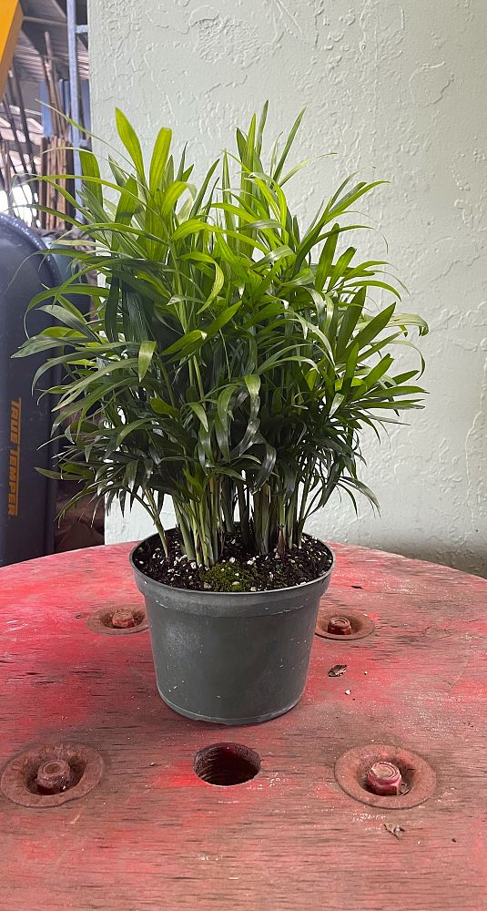 chamaedorea-elegans-neanthe-bella-palm-parlor-palm