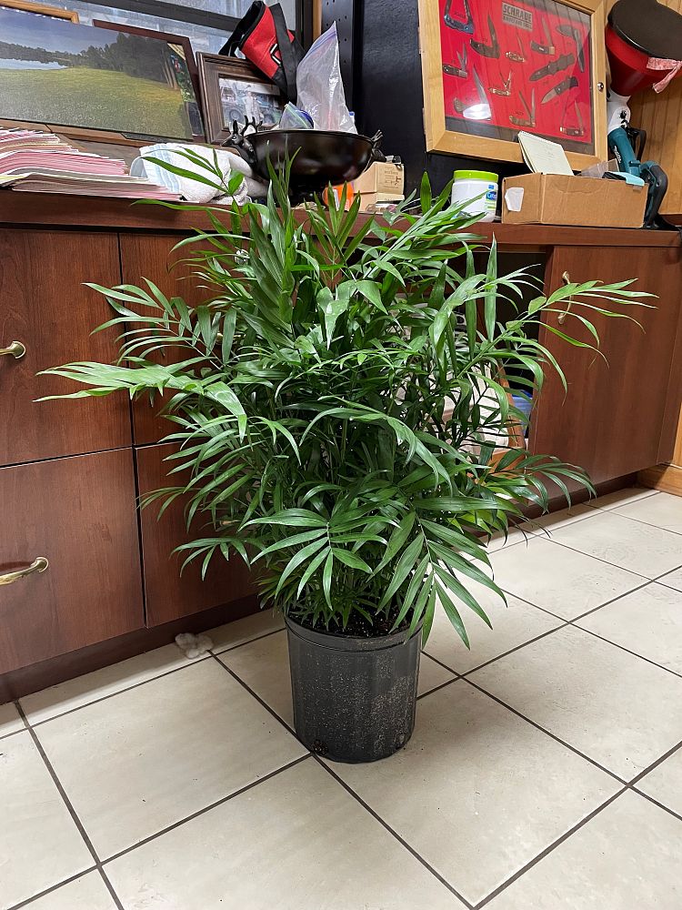 chamaedorea-elegans-neanthe-bella-palm-parlor-palm