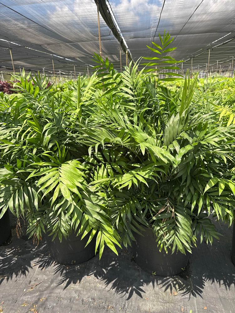 chamaedorea-elegans-neanthe-bella-palm-parlor-palm