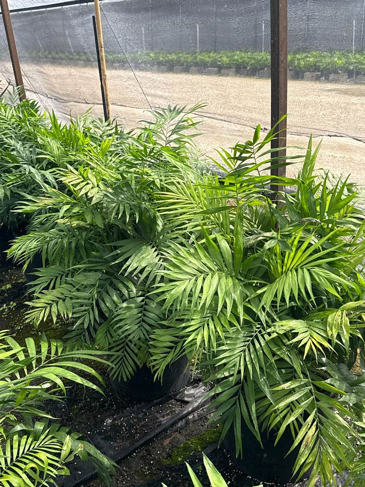 chamaedorea-elegans-neanthe-bella-palm-parlor-palm