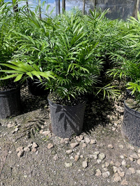 chamaedorea-elegans-neanthe-bella-palm-parlor-palm