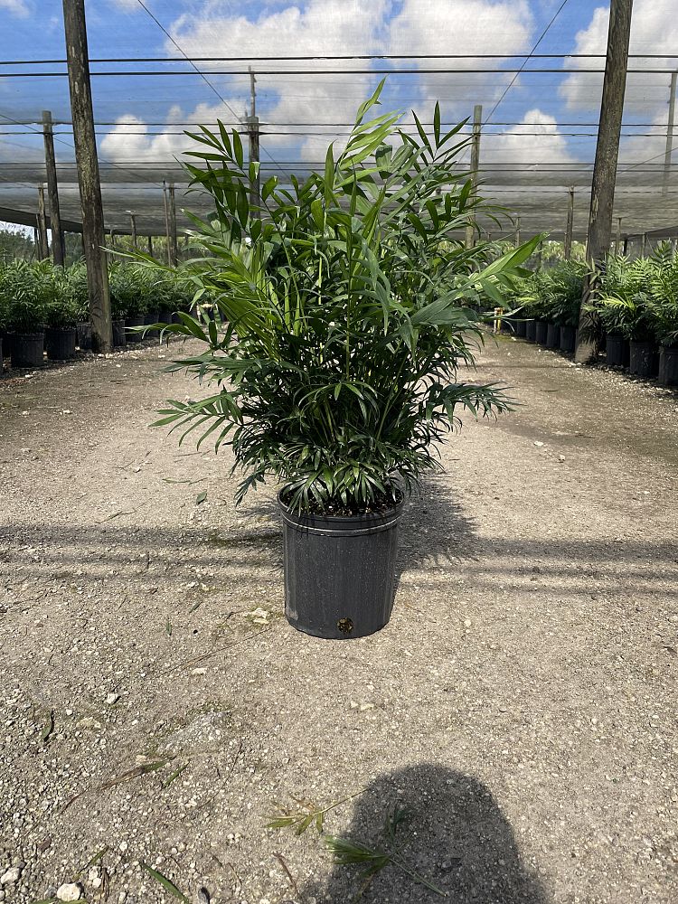 chamaedorea-elegans-neanthe-bella-palm-parlor-palm