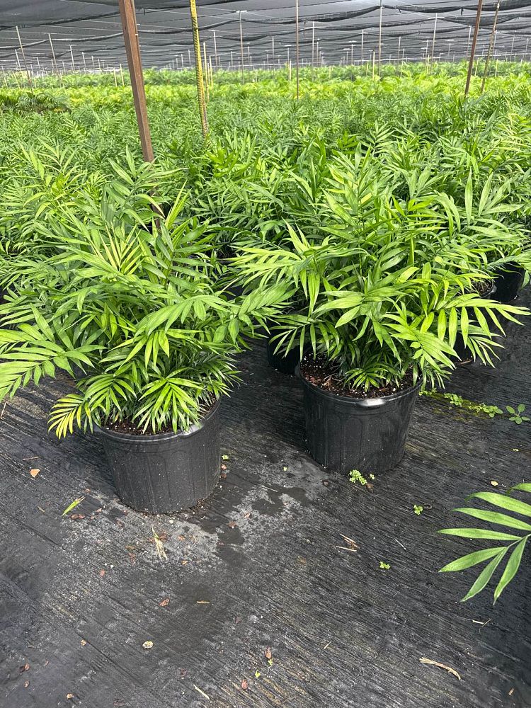 chamaedorea-elegans-neanthe-bella-palm-parlor-palm