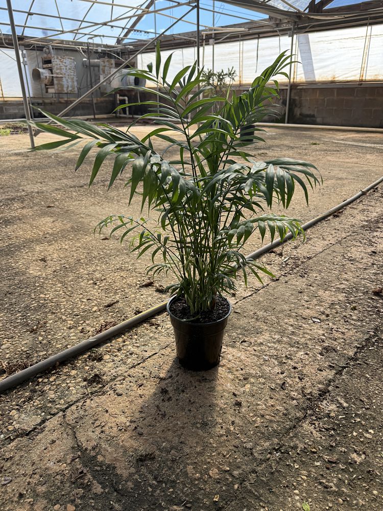 chamaedorea-elegans-neanthe-bella-palm-parlor-palm