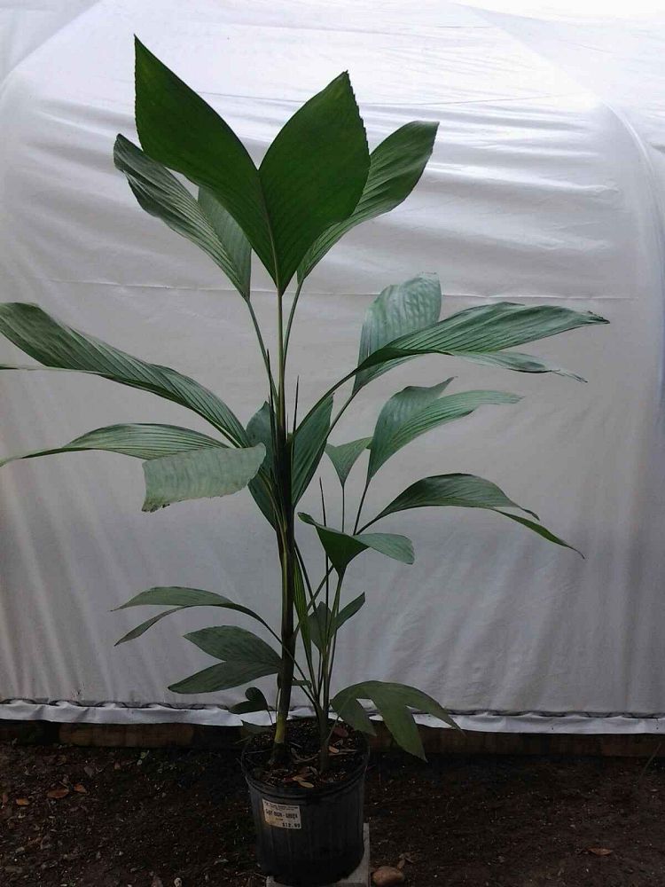 chamaedorea-ernesti-augustii