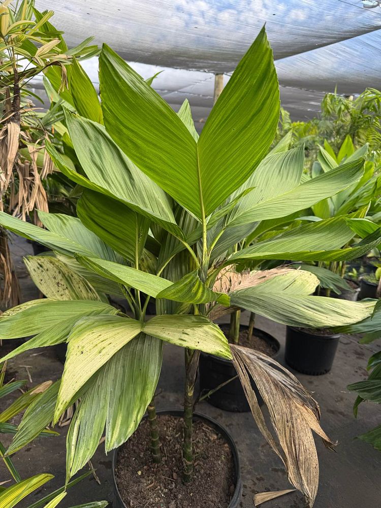 chamaedorea-ernesti-augustii