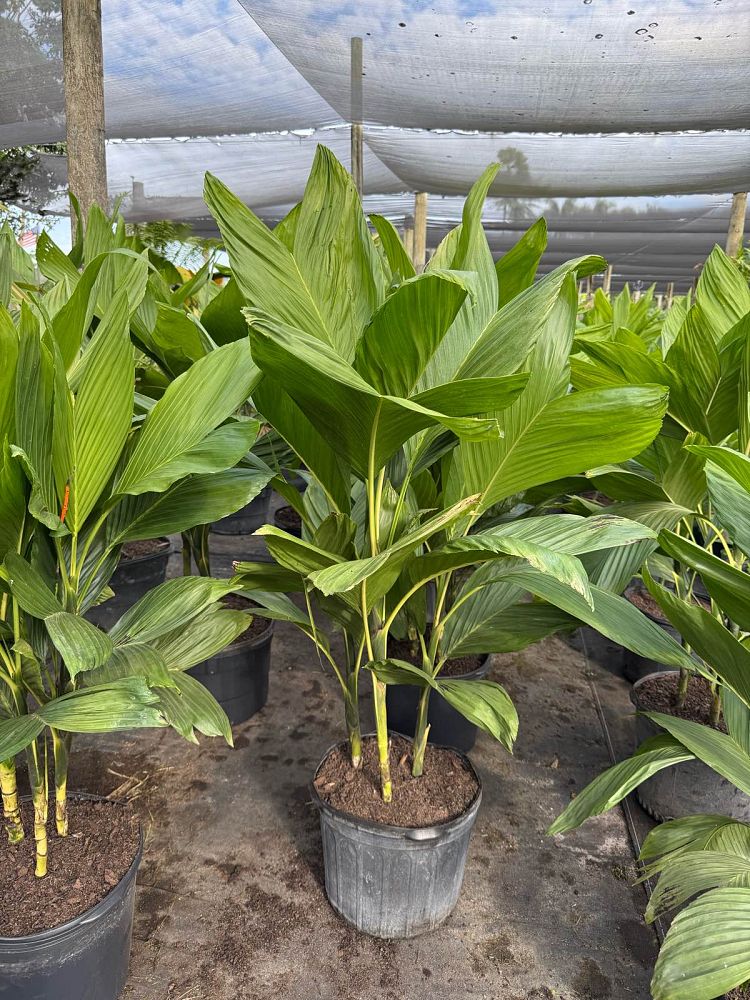 chamaedorea-ernesti-augustii