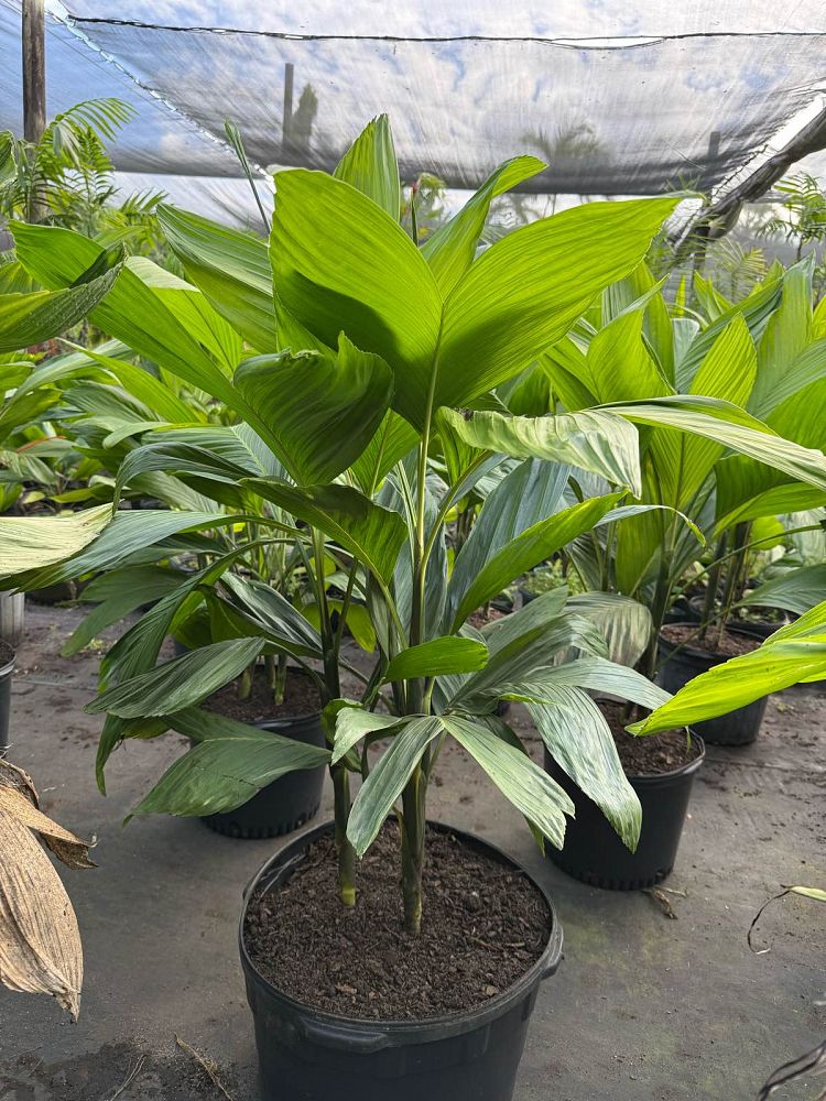 chamaedorea-ernesti-augustii