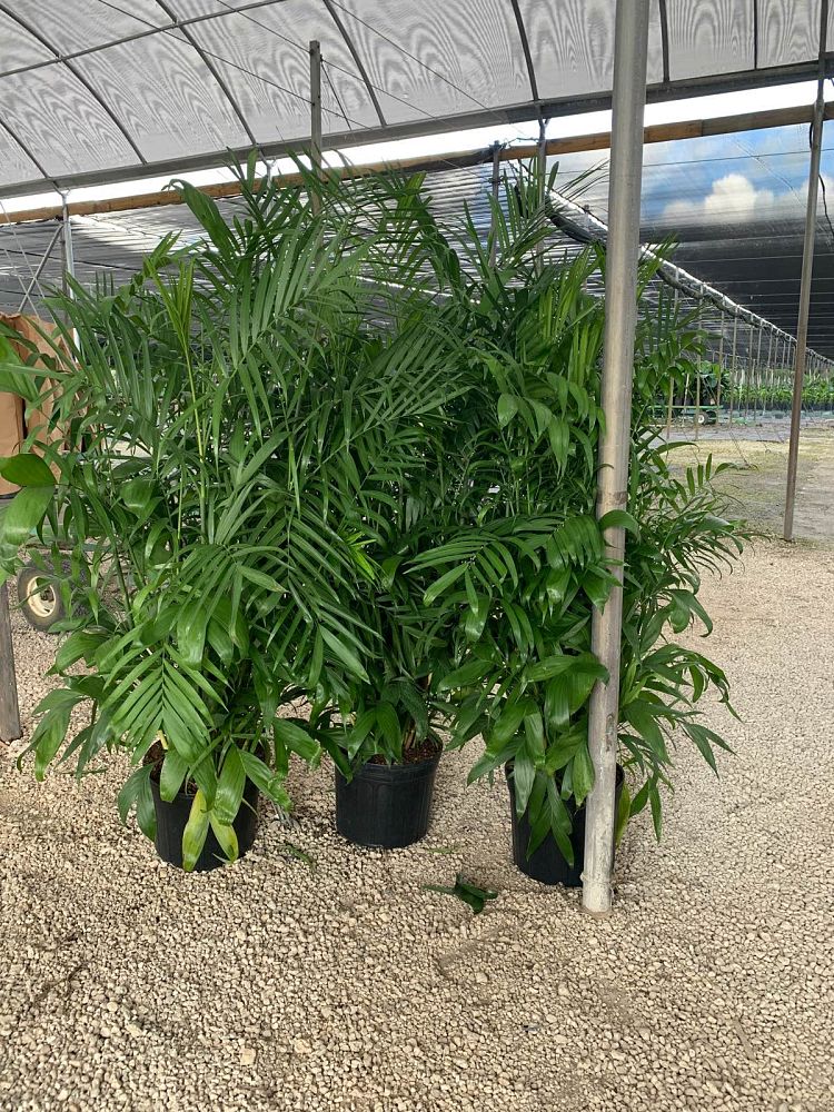 chamaedorea-erumpens-bamboo-palm