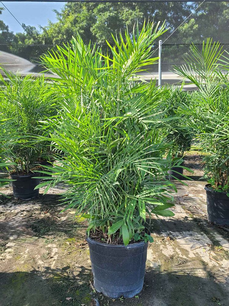 chamaedorea-erumpens-bamboo-palm