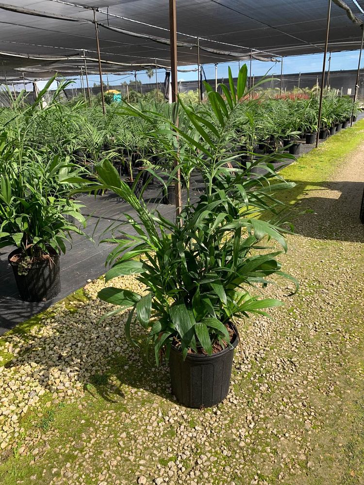 chamaedorea-erumpens-bamboo-palm