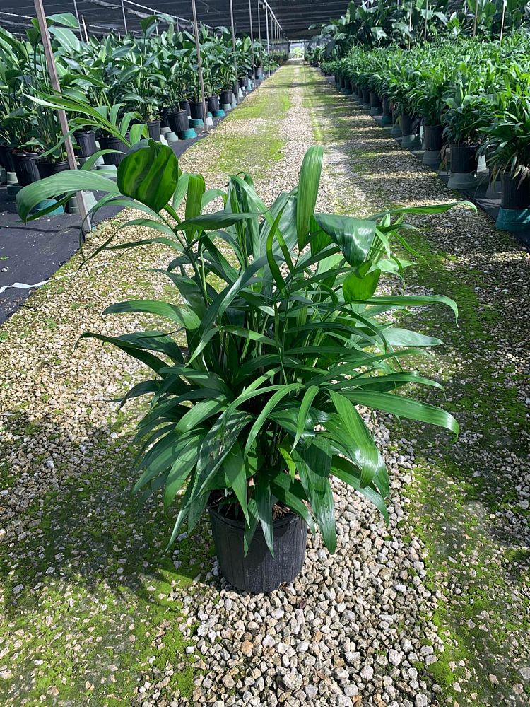 chamaedorea-erumpens-bamboo-palm