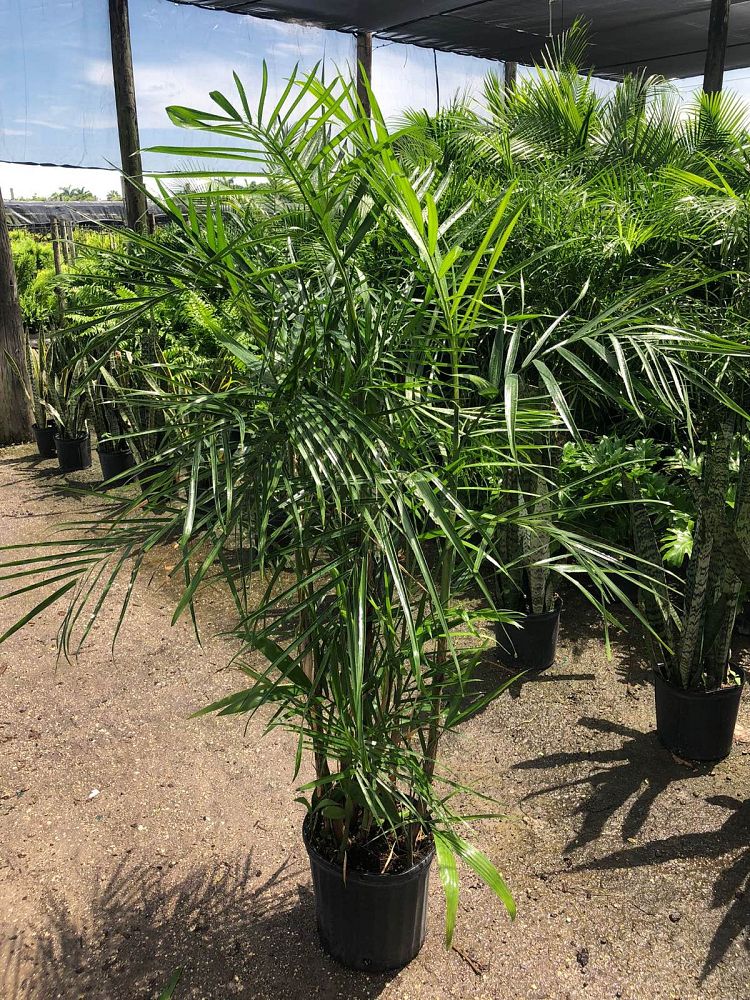 chamaedorea-erumpens-bamboo-palm