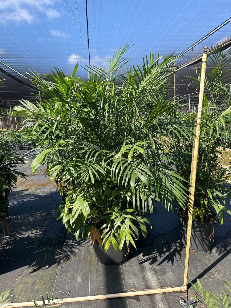 chamaedorea-erumpens-bamboo-palm