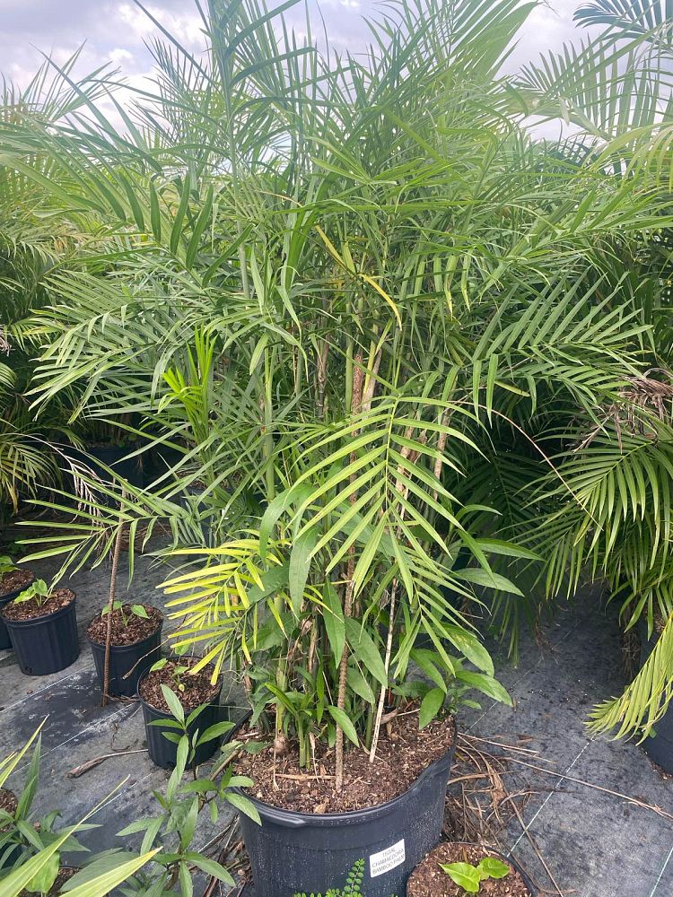 chamaedorea-erumpens-bamboo-palm