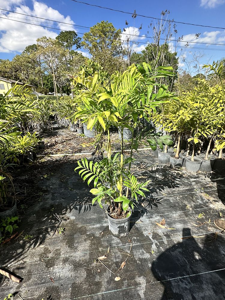 chamaedorea-erumpens-bamboo-palm