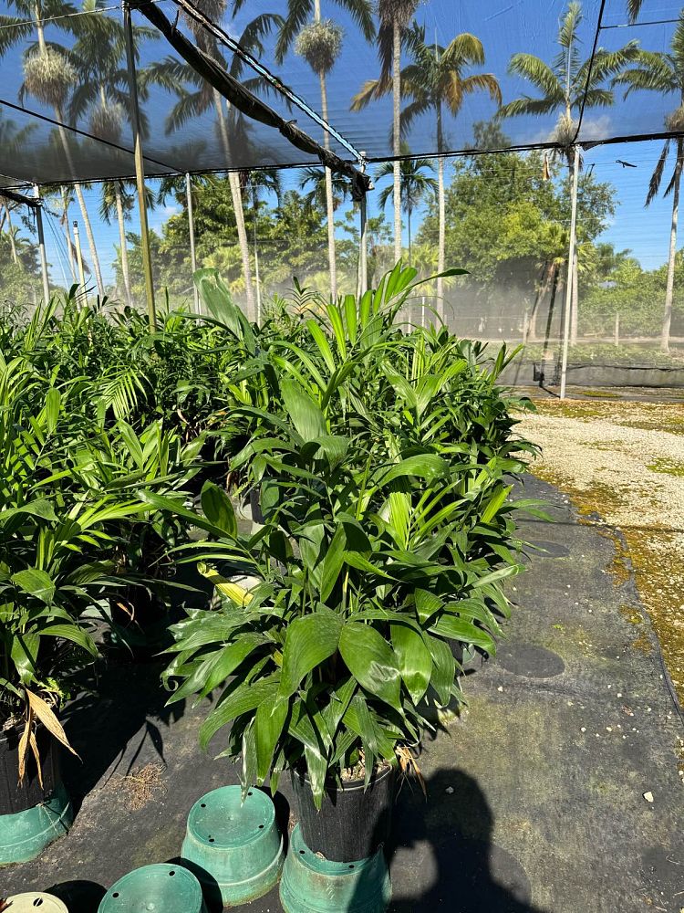 chamaedorea-erumpens-bamboo-palm