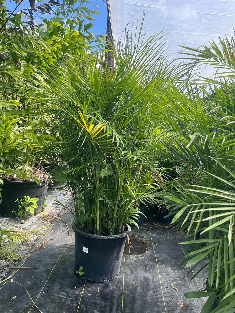 chamaedorea-erumpens-bamboo-palm