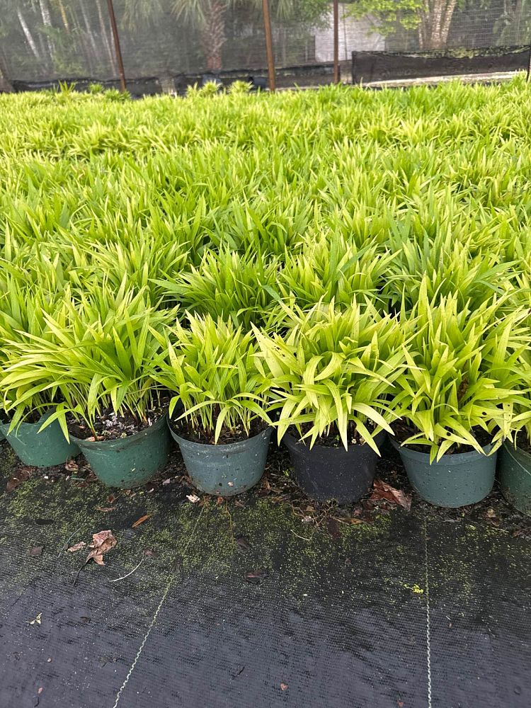 chamaedorea-erumpens-bamboo-palm