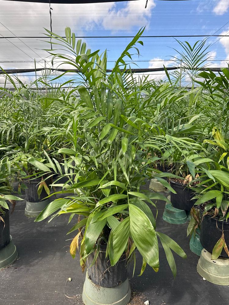 chamaedorea-erumpens-bamboo-palm