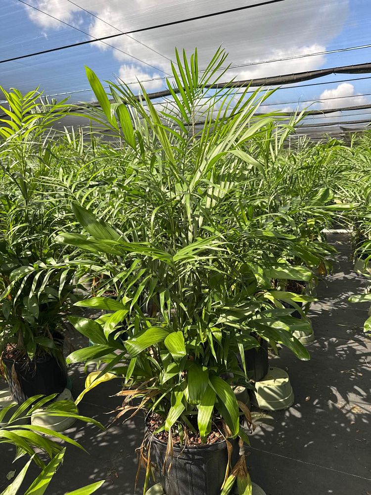 chamaedorea-erumpens-bamboo-palm