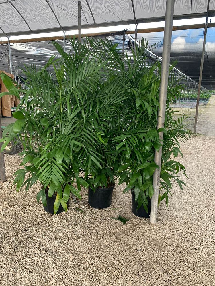 chamaedorea-erumpens-x-seifritzii-florida-hybrid-chamaedorea-palm