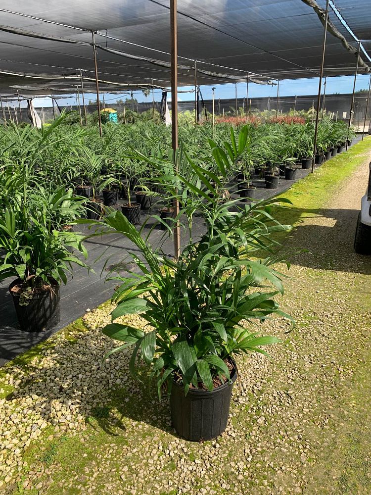 chamaedorea-erumpens-x-seifritzii-florida-hybrid-chamaedorea-palm