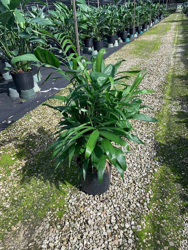 chamaedorea-erumpens-x-seifritzii-florida-hybrid-chamaedorea-palm