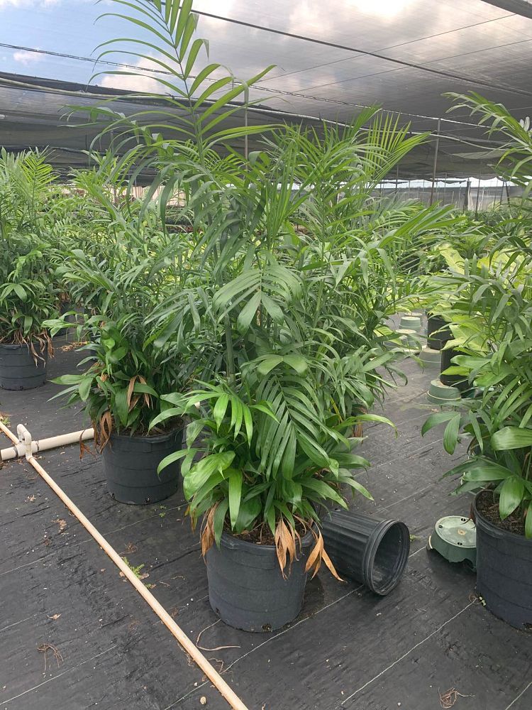 chamaedorea-erumpens-x-seifritzii-florida-hybrid-chamaedorea-palm