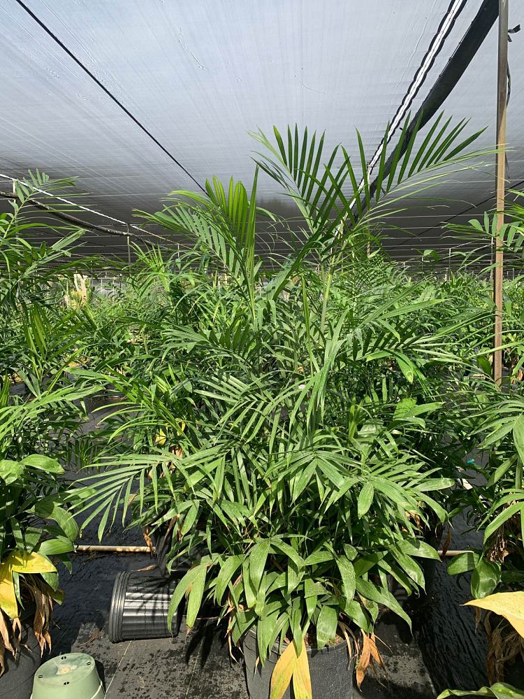 chamaedorea-erumpens-x-seifritzii-florida-hybrid-chamaedorea-palm