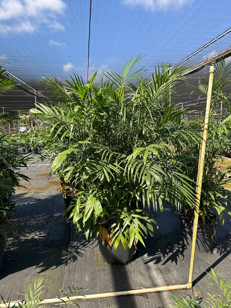 chamaedorea-erumpens-x-seifritzii-florida-hybrid-chamaedorea-palm