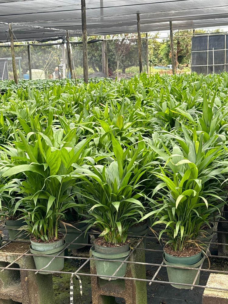 chamaedorea-erumpens-x-seifritzii-florida-hybrid-chamaedorea-palm