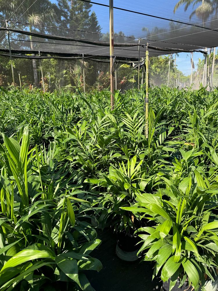 chamaedorea-erumpens-x-seifritzii-florida-hybrid-chamaedorea-palm